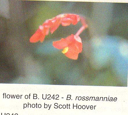 B. u242